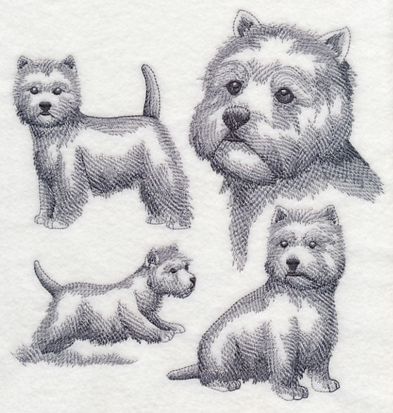 West Highland Terrier Sketch