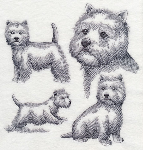 West Highland Terrier Sketch
