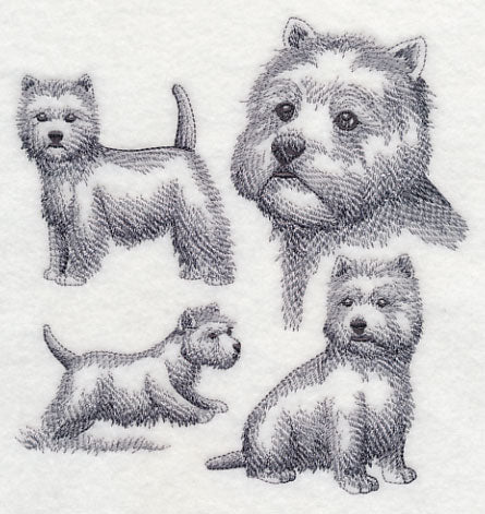 West Highland Terrier Sketch