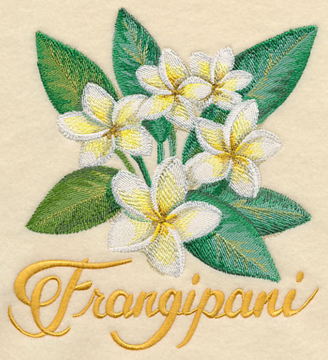 Frangipani in Watercolor