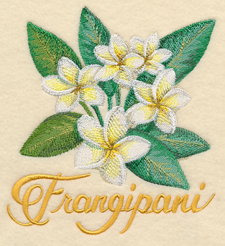 Frangipani in Watercolor