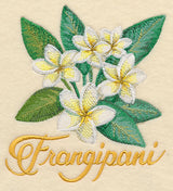Frangipani in Watercolor