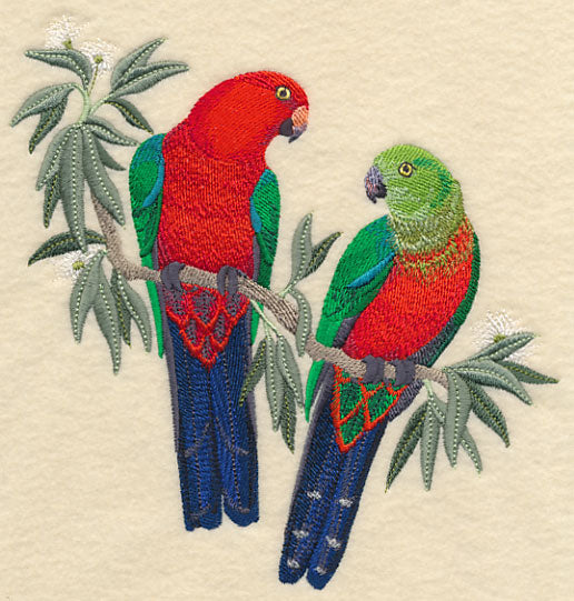 Australian King Parrots in Eucalyptus Tree