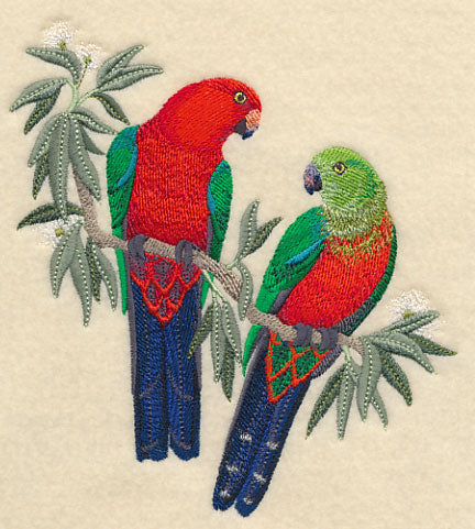 Australian King Parrots in Eucalyptus Tree