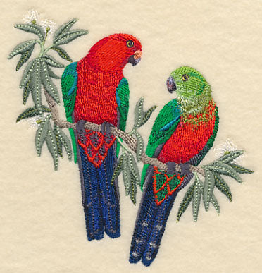Australian King Parrots in Eucalyptus Tree