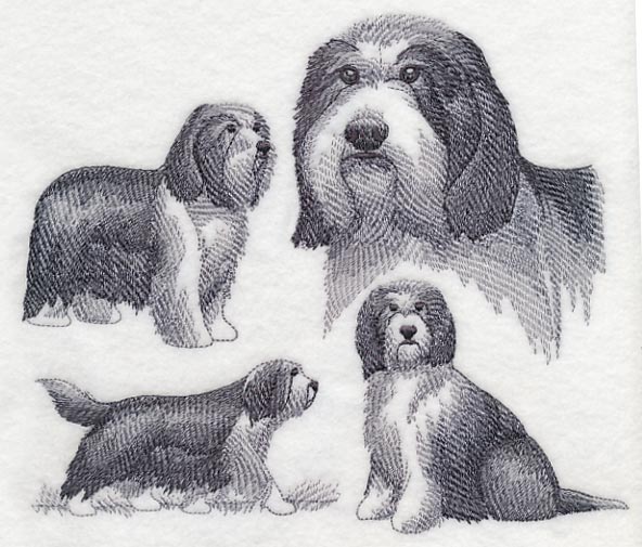 Bearded Collie Sketch