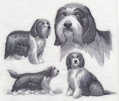 Bearded Collie Sketch