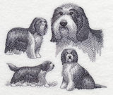 Bearded Collie Sketch