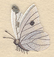 Cabbage White Butterfly