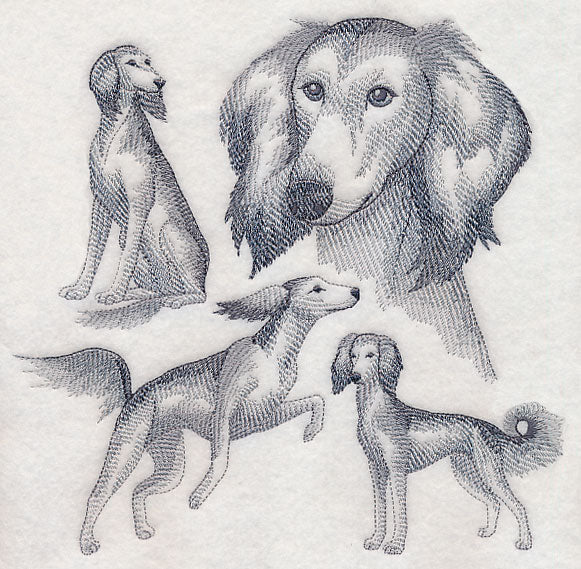 Saluki Sketch