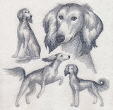 Saluki Sketch