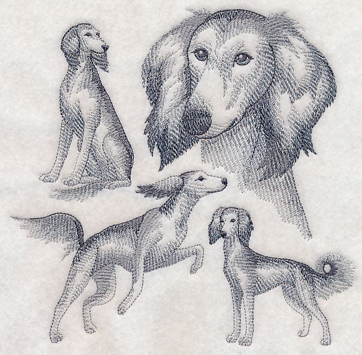 Saluki Sketch