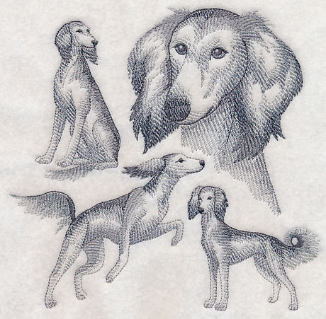 Saluki Sketch