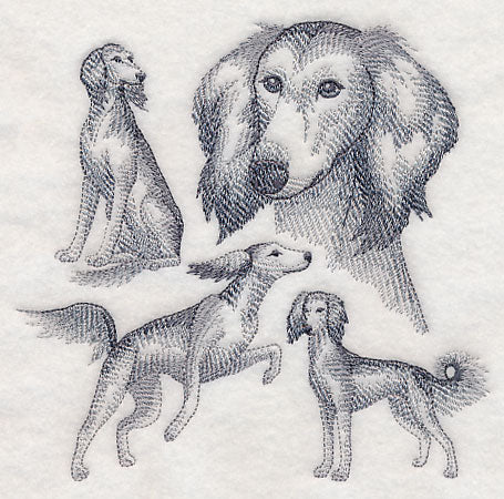 Saluki Sketch