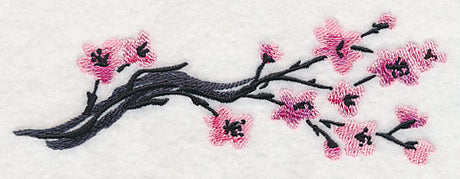 Cherry Blossoms in Bloom Branch