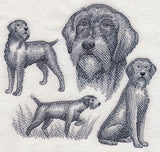 Wirehaired Pointing Griffon Sketch (Docked Tail)