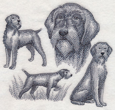 Wirehaired Pointing Griffon Sketch (Docked Tail)