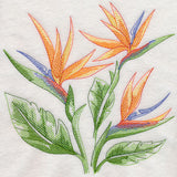 Bird of Paradise Sketch