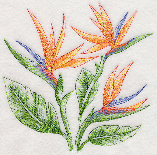 Bird of Paradise Sketch