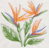 Bird of Paradise Sketch