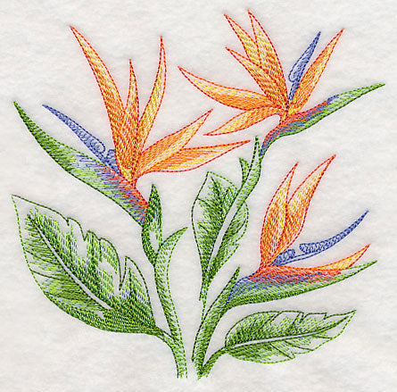 Bird of Paradise Sketch