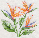 Bird of Paradise Sketch