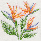 Bird of Paradise Sketch