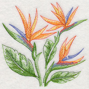 Bird of Paradise Sketch