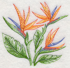 Bird of Paradise Sketch