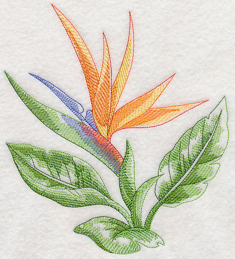 Bird of Paradise Beauty