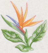 Bird of Paradise Beauty