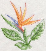 Bird of Paradise Beauty