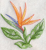 Bird of Paradise Beauty