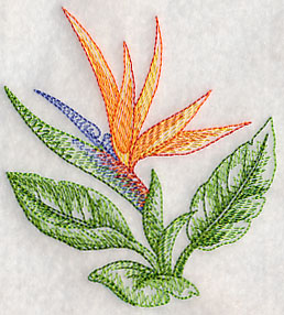 Bird of Paradise Beauty