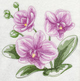 Phalaenopsis Sketch