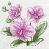 Phalaenopsis Sketch
