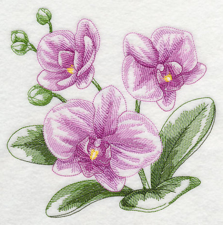Phalaenopsis Sketch
