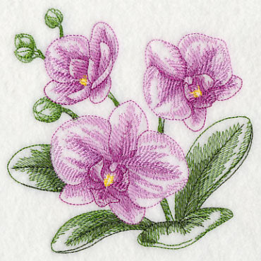 Phalaenopsis Sketch
