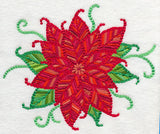 Delicate Christmas Poinsettia