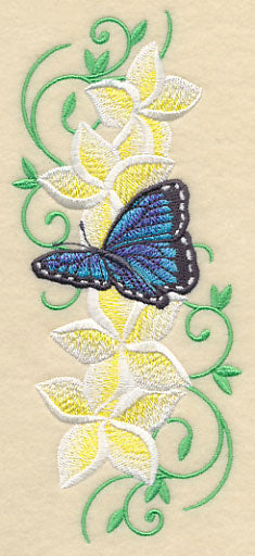 Frangipani and Butterfly Plume