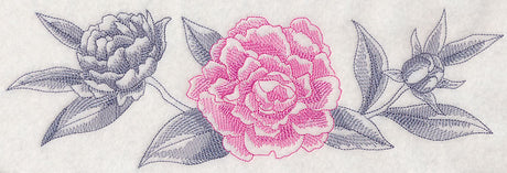 Peony Border (Toile)
