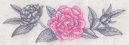 Peony Border (Toile)