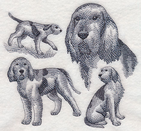 Spinone Italiano Sketch (Full Tail)