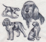 Spinone Italiano Sketch (Full Tail)