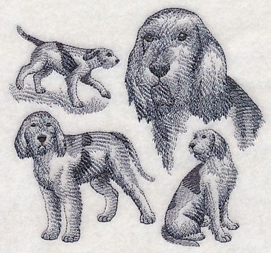 Spinone Italiano Sketch (Full Tail)