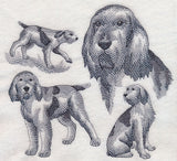 Spinone Italiano Sketch (Docked Tail)