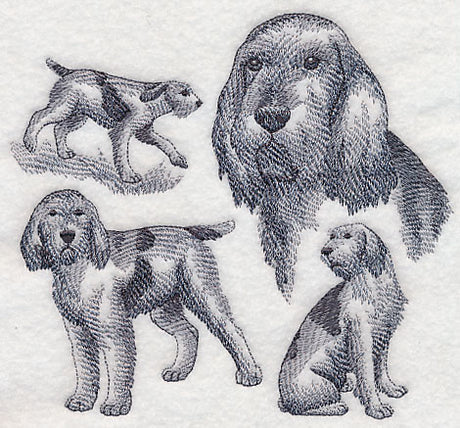 Spinone Italiano Sketch (Docked Tail)
