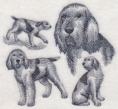 Spinone Italiano Sketch (Docked Tail)