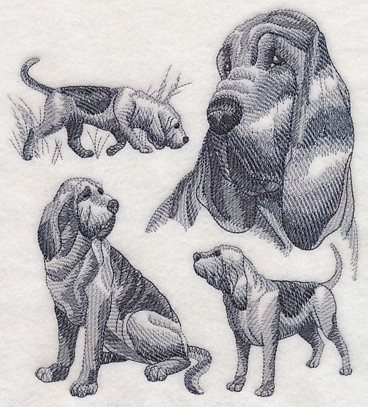 Bloodhound Sketch