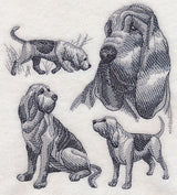 Bloodhound Sketch